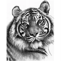 Skiccrajz grafikai rajzkészlet 22x30cm Royal Langnickel eszközökkel Tigris