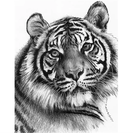 Skiccrajz grafikai rajzkészlet 22x30cm Royal Langnickel eszközökkel Tigris