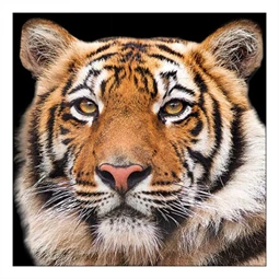 Szalvéta 1db 33x33cm Bengal Tiger, Bengáli tigris