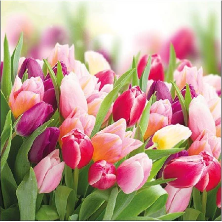 Szalvéta 33x33cm 20db/csomag Glorious Tulips, Dicső tulipámok