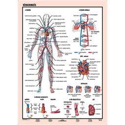 Tanulói munkalap A4 Vérkeringés STIEFEL