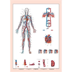 Tanulói munkalap A4 Vérkeringés STIEFEL
