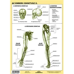 Tanulói munkalap Az emberi csontváz II.