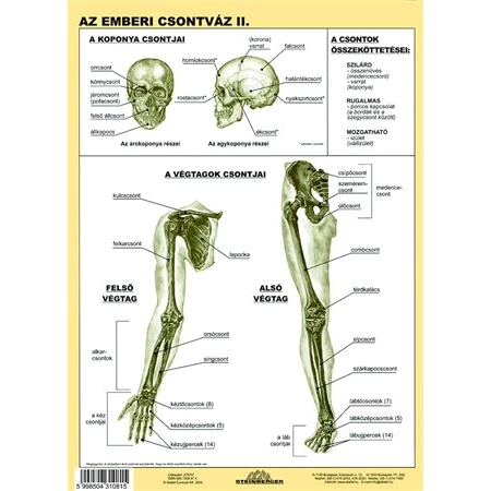Tanulói munkalap Az emberi csontváz II.