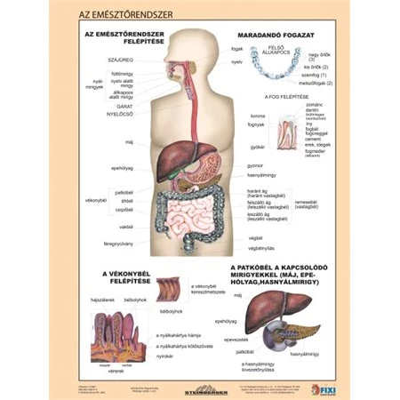 Tanulói munkalap Az emésztőrendszer STIEFEL