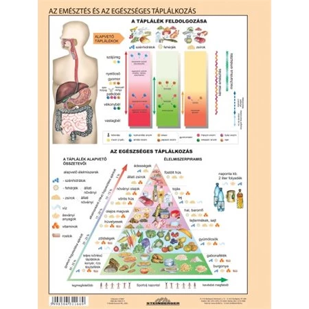 Tanulói munkalap Az emésztőrendszer STIEFEL