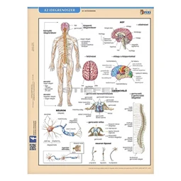 Tanulói munkalap STIEFEL A/4 idegrendszer