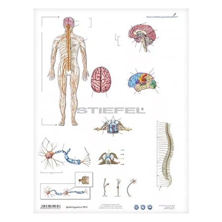 Tanulói munkalap STIEFEL A/4 idegrendszer