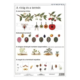 Tanulói munkalap STIEFEL A/4 virág és a termés