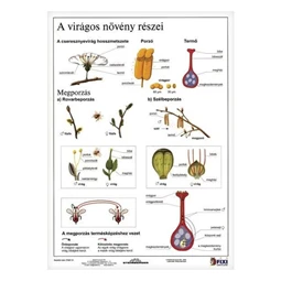 Tanulói munkalap STIEFEL A/4 virágos növény részei