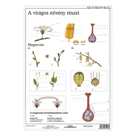 Tanulói munkalap STIEFEL A/4 virágos növény részei