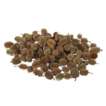 Termés szárított casuarina 500g barna