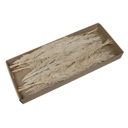 dekoráció Pampafű csokor dobozban 60-65 cm natúr 6db/csomag